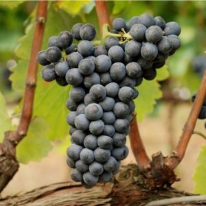 Discover Cesanese Comune, the ancient red wine grape from Italy - Wine ...