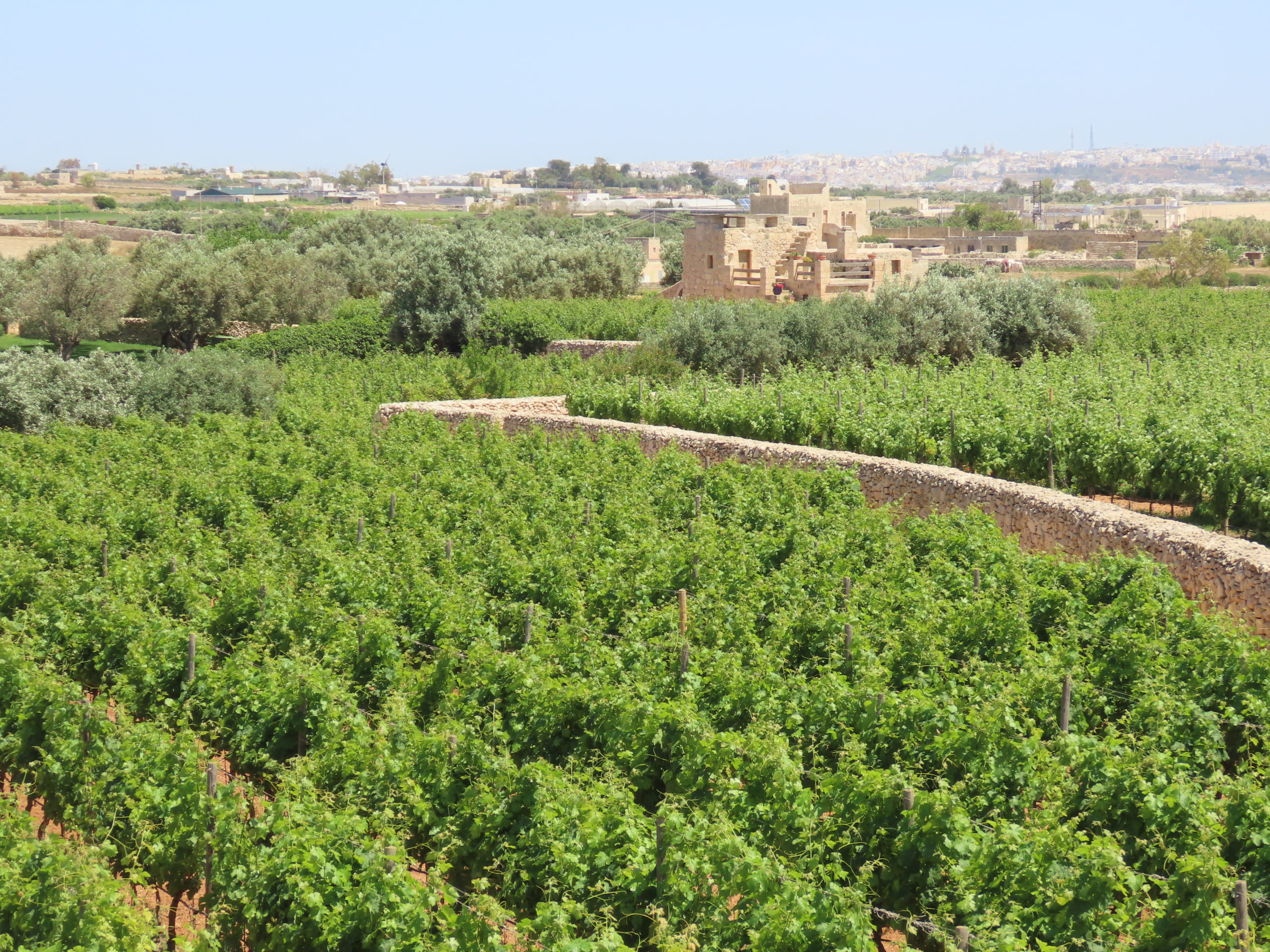 Malta vineyards
