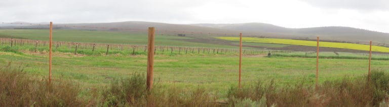 Strandveld Vineyards; the southernmost winery in Africa