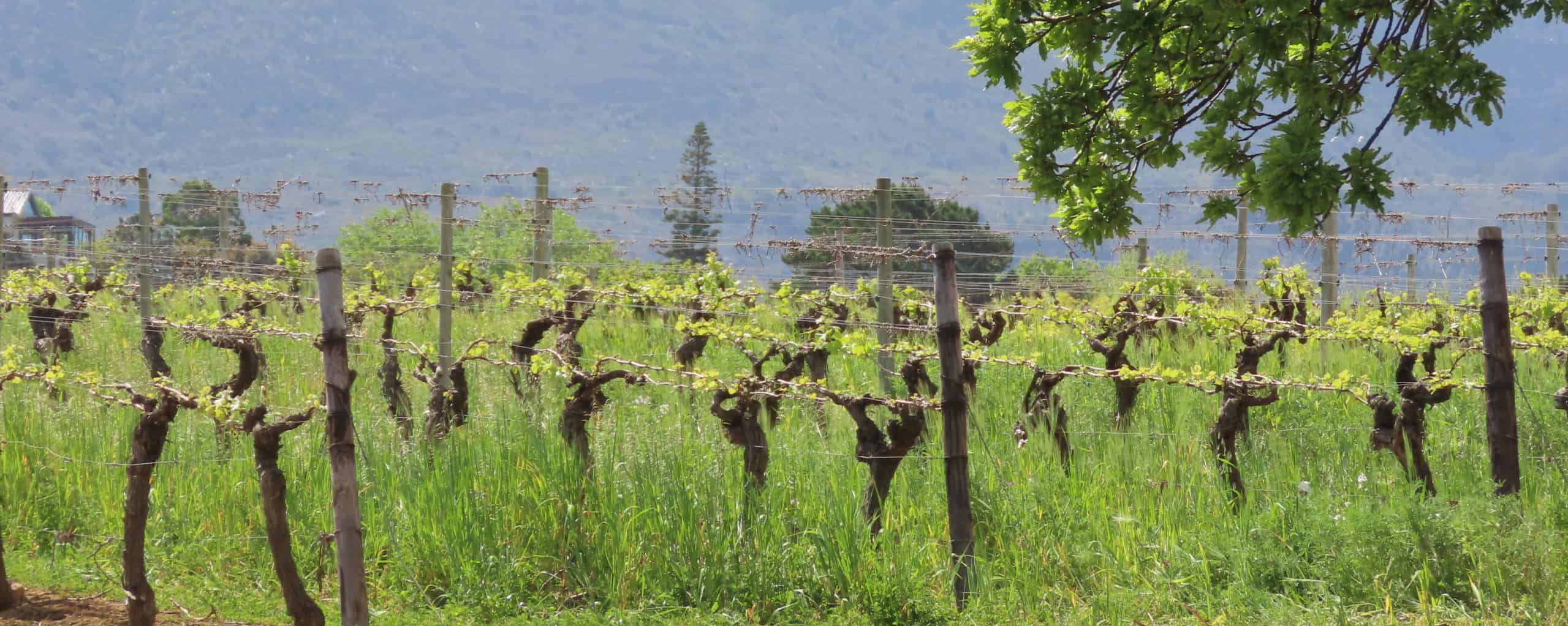 Vineyards and Villages