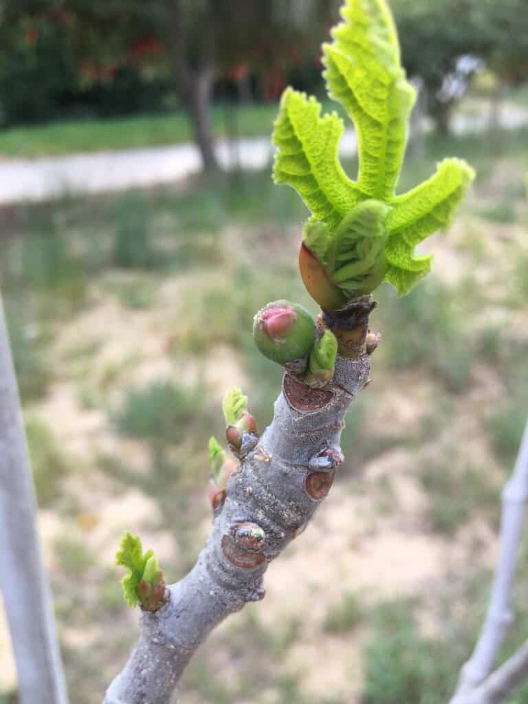 The Awakening: A tale of budburst, shoots, vines, and wine