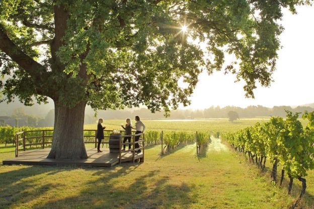 Exploring the Vineyards of the United Kingdom: A Wine Lover’s Journey