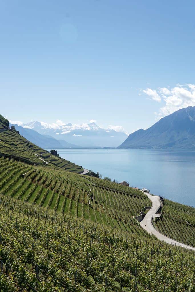 Beautiful vineyards in Lavaux, Switzerland, with stunning views of Lake Geneva and the Alps.