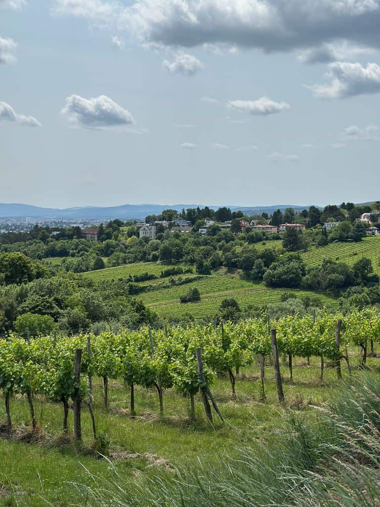 Explore the lush vineyards of Vienna, Austria, with this breathtaking landscape view.