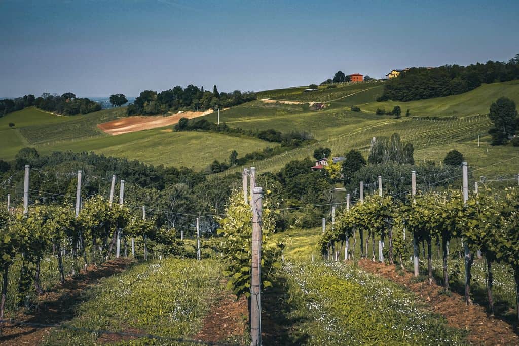 Scenic view of an Italian vineyard set in rolling hills with lush greenery under a clear sky.